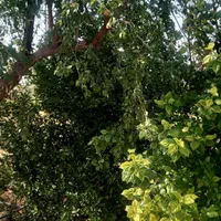 ملک چند منظوره|فروش دفتر صنعتی، کشاورزی، تجاری|دزفول, |دیوار