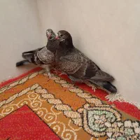 پرشی|پرنده|قم, ناصردیوان|دیوار