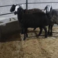 بره قوچی شال