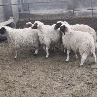 بره کله بور سنجابی|حیوانات مزرعه|سرایان, |دیوار