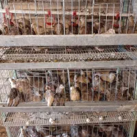 فروش قفس بلدرچین تخمگذار