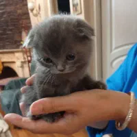 اسکاتیش فولداصل طوسی نقره ای۶ماه تربیت شده بالوازم