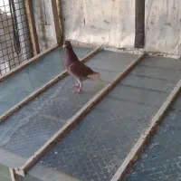 نر کلون ودوتا دو رگ ۵۰۰