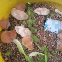 همستر. سالم زیبا  بدون خرج اضافه