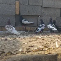 کله سرخ،و سینه