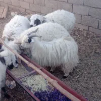 ۲بزغاله نر چاق