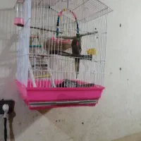 عروس هلندی