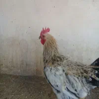 خروس۸ماهه گلپایگانی|حیوانات مزرعه|اصفهان, شمس آباد|دیوار