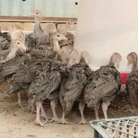 جوجه بوقلمون برنز یک ماهه و چهل  روزه انگلیسی