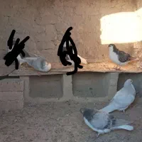 کفتر سده،ساده فروشی دونه ۲۵۰ت|پرنده|اسفراین, |دیوار