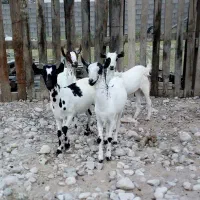 تعداد زیاد بز دارم