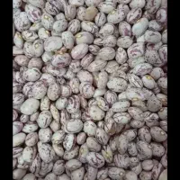 لوبیا چیتی و قرمز  زیر قیمت بازار