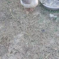 شادگان|حیوانات مزرعه|شادگان, |دیوار