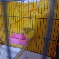 یک جفت قناری مست مست