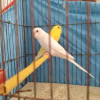 جفت مرغ  عشق هلندی خاص