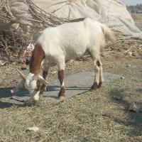 حیوانات مزرعه|حیوانات مزرعه|کهنوج, |دیوار