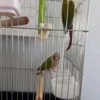 گرینچیک جفت آماده|پرنده|پاکدشت, پارچین|دیوار