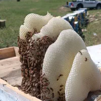 عسل طبیعی ساکاروز زیر 1.5کوهستان شاهو