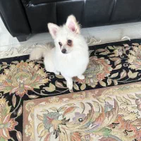 سگ یک ساله پامر