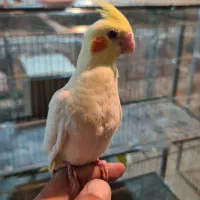 انواع عروس هلندی|پرنده|کرج, خرمدشت|دیوار