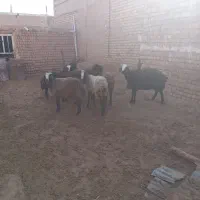 فروش میش وبره ماده ونر|حیوانات مزرعه|ساوه, |دیوار