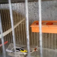 قناری فروشی|پرنده|فردوس (خراسان), |دیوار