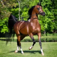 آموزش سوارکاری