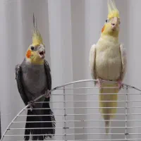 عروس هلندی جفت مولد