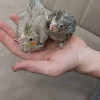 عروس هلندی|پرنده|سهند, |دیوار