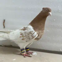 کفتر رنگی|پرنده|مرودشت, بیست متری بیمارستان|دیوار