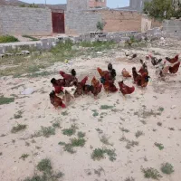 ۲ عدد خروس با ۷ تا جوجه محلی فقط ۴ تومن