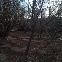 هرس ودرختکاری|خدمات باغبانی و درختکاری|کرمان, |دیوار