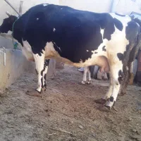 گاو شیری|حیوانات مزرعه|سجاس رود, |دیوار