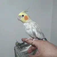 عروس هلندی ۲عدد ماده  مولد یک عدد جوجه نر