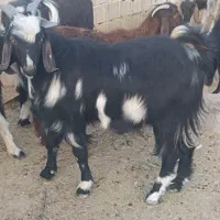 کهره نر چاق|حیوانات مزرعه|لار, |دیوار