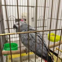 کاسکوسخنگو