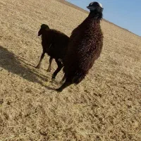 بره قوچ شال