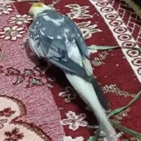 عروس هلندی گمشده در آبپخش|پرنده|برازجان, |دیوار