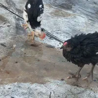 جوجه خروس گلین
