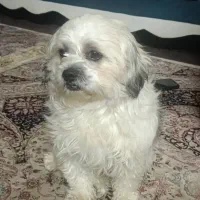 واگذاری رایگان سگ به خانم