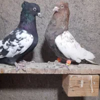 چندجفت رنگه مقبول|پرنده|مشهد, فارغ التحصیلان|دیوار