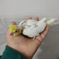 جوجه سرلاکی عروس و گل بسر