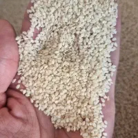 کنجد سفید تمیز