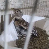 سهره خاکی کهنه کار