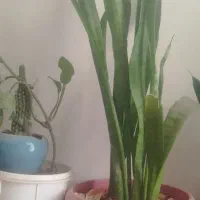 گل سانسوریا