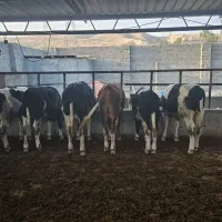 6گوساله نر سیمینتال اصل|حیوانات مزرعه|لامرد, |دیوار