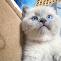 بچه گربه اسکاتیش اصل