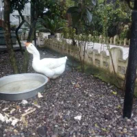 قو غاز اوکراین اصل خالماکور