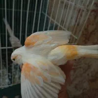 سهره قناری موزاییکی جفتی معاوضه با سهره وخاکی