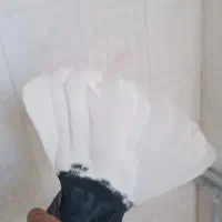 کفتر کبوتر نر|پرنده|کرمان, |دیوار